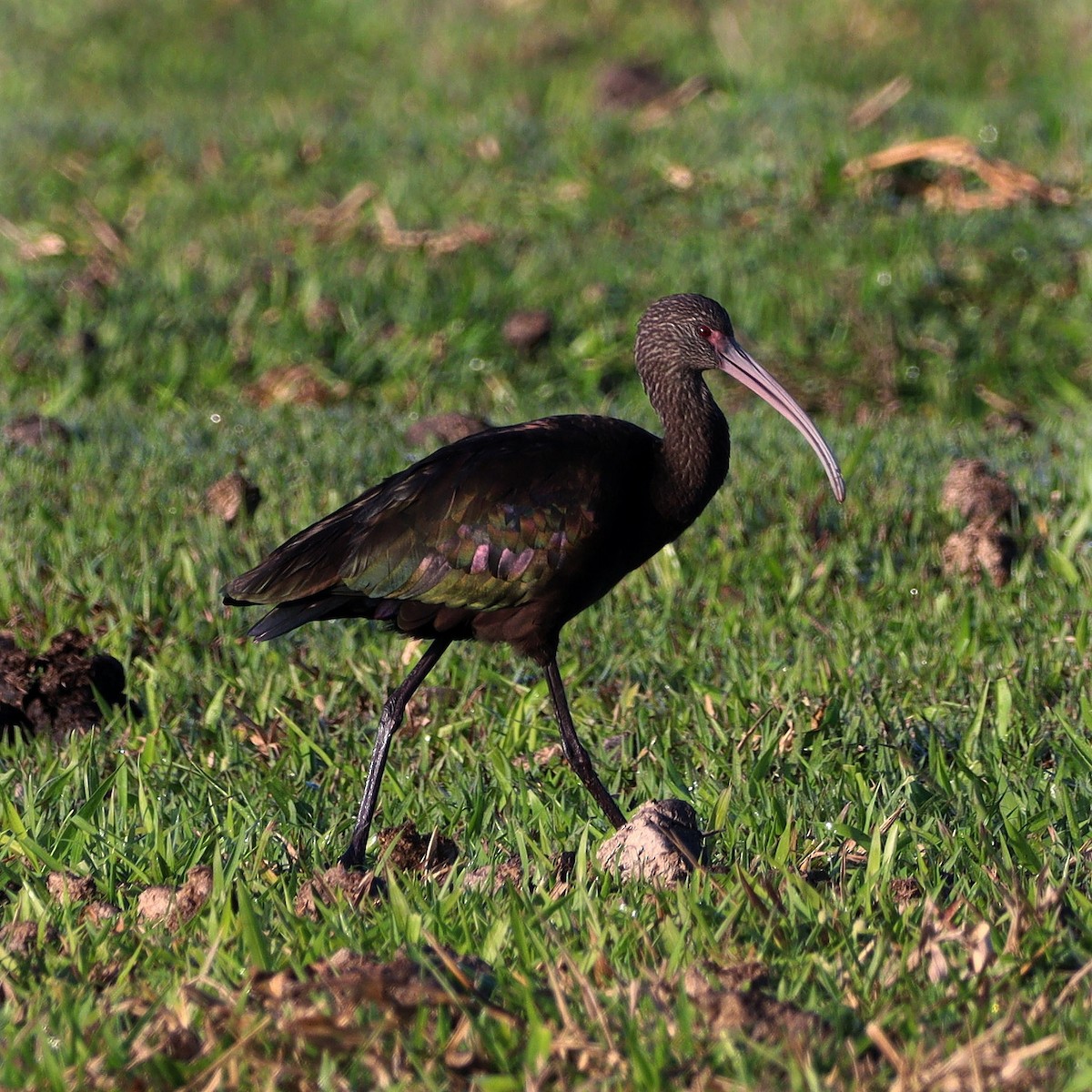 ibis americký - ML590971171