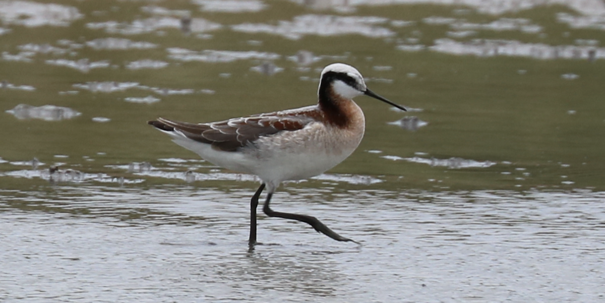 Wilson's Phalarope - ML590972011