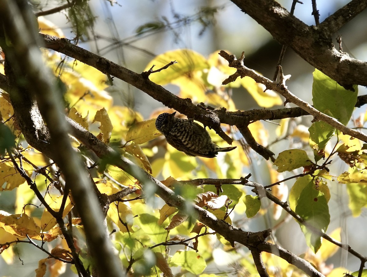 White-barred Piculet - ML590978131