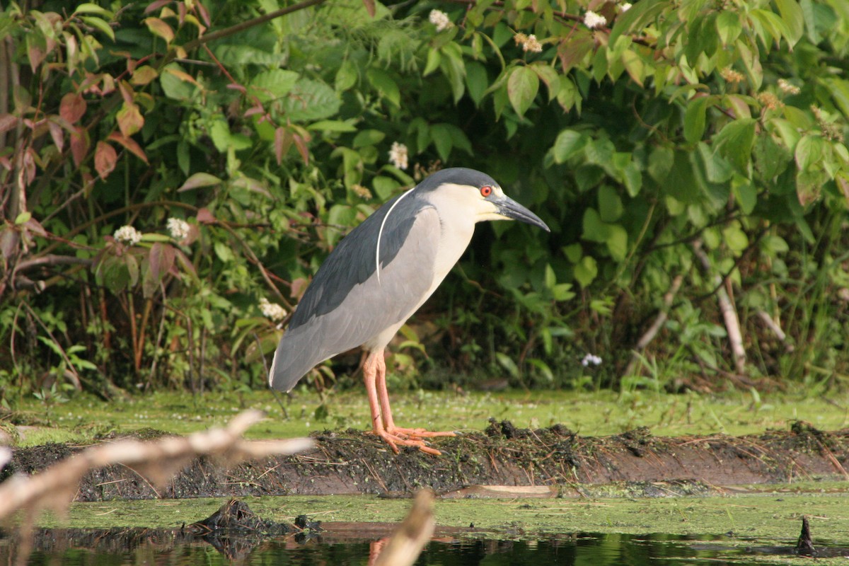 Black-crowned Night Heron (American) - ML590978721