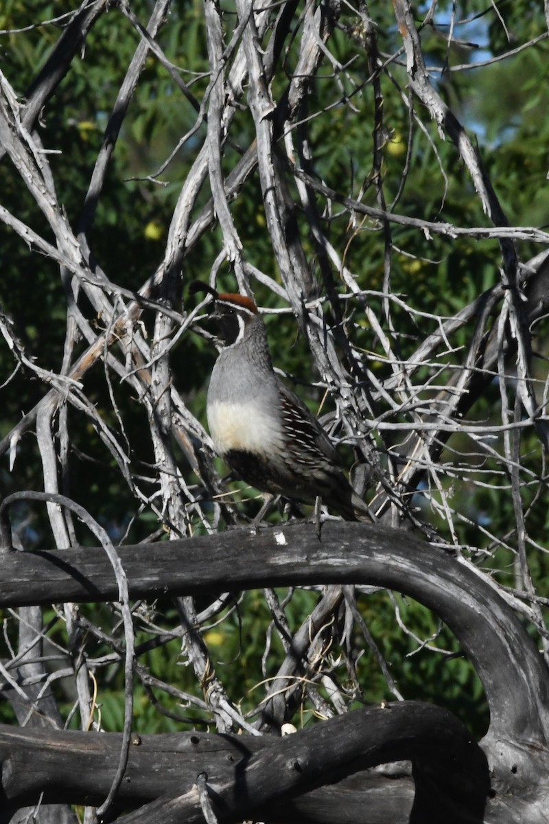 Gambel's Quail - ML590979451