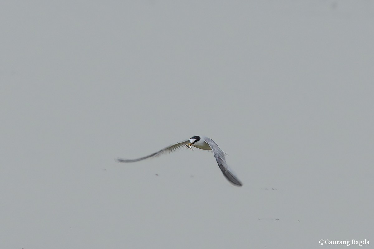 Little Tern - ML590979561