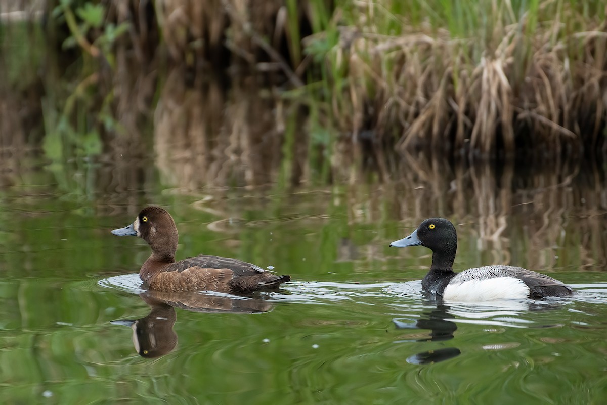 Greater Scaup - ML590980461