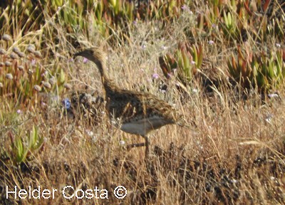 Little Bustard - ML590980591