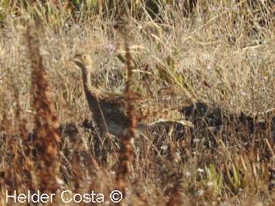 Little Bustard - ML590980601