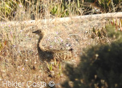 Little Bustard - ML590980631