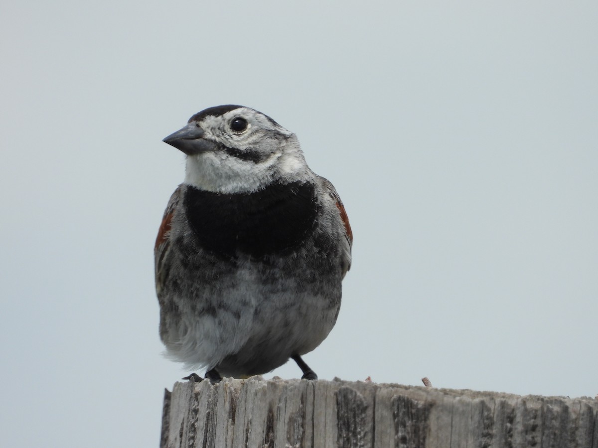 Thick-billed Longspur - ML590981721