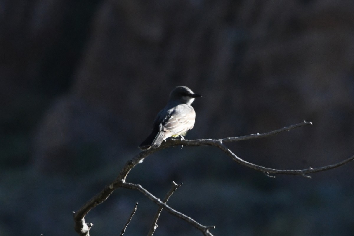 Cassin's Kingbird - ML590982211