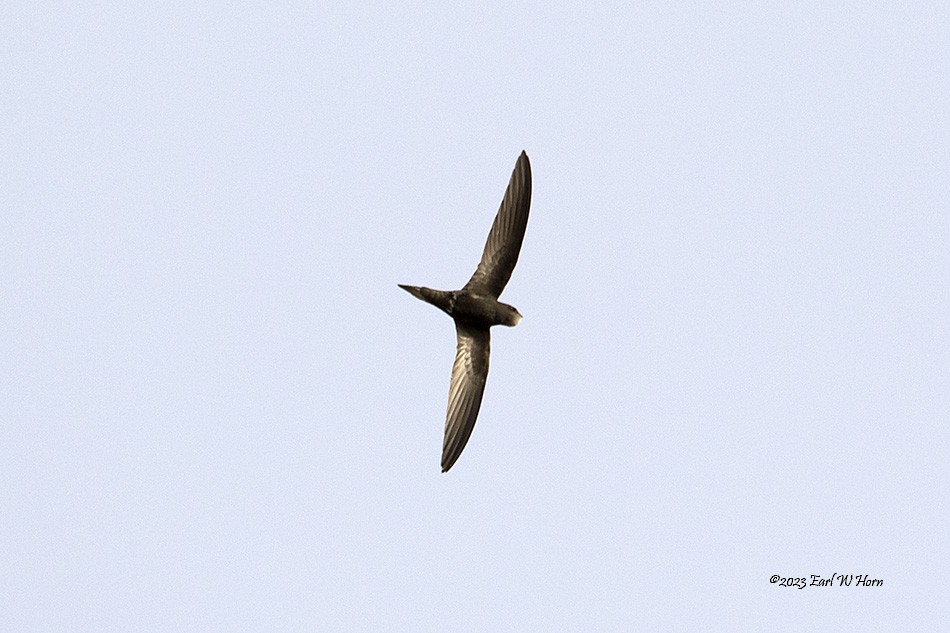 Common/Pallid Swift - Earl Horn