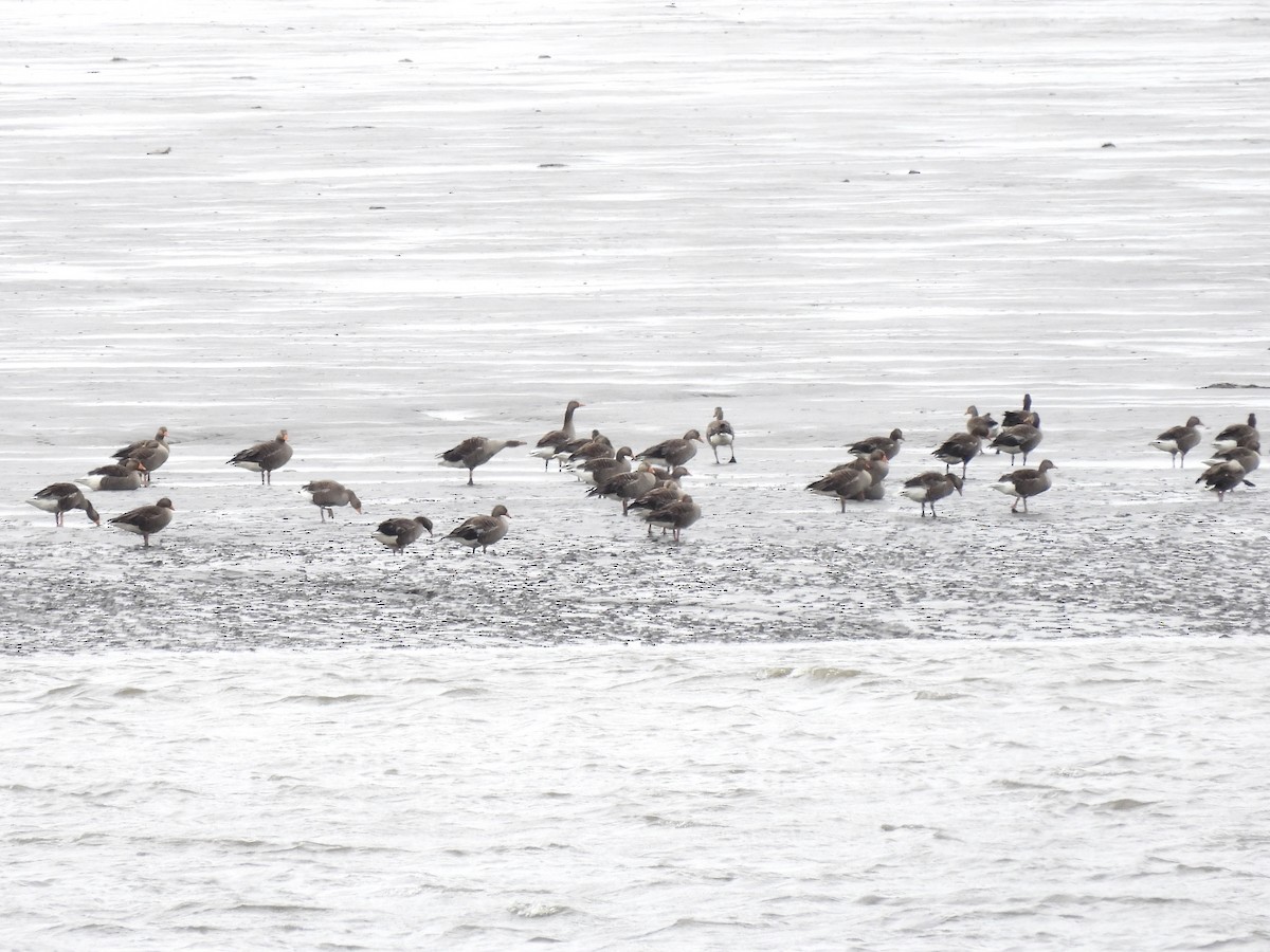 Graylag Goose (European) - ML590983081