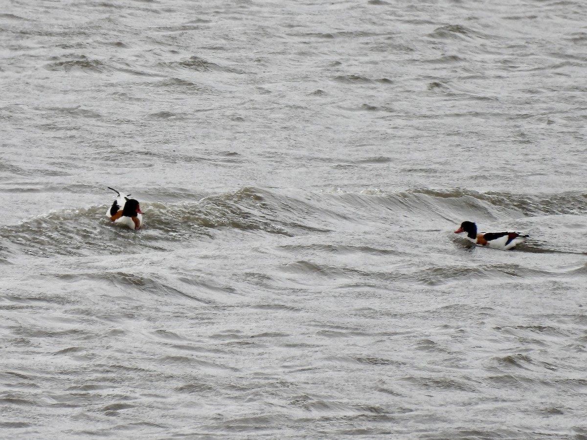 Common Shelduck - Steve Bielamowicz