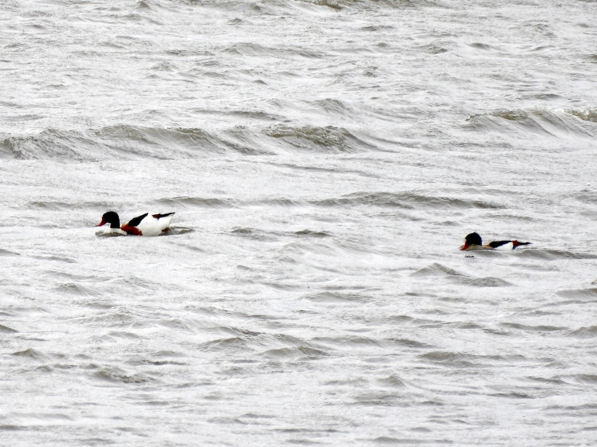 Common Shelduck - Steve Bielamowicz