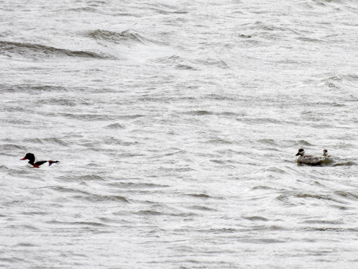 Common Shelduck - Steve Bielamowicz