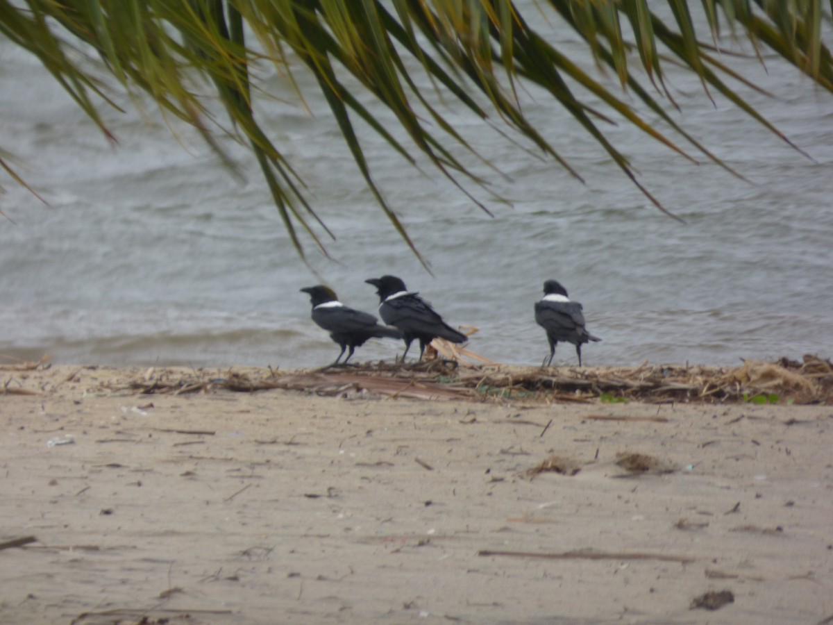 Pied Crow - ML590983631