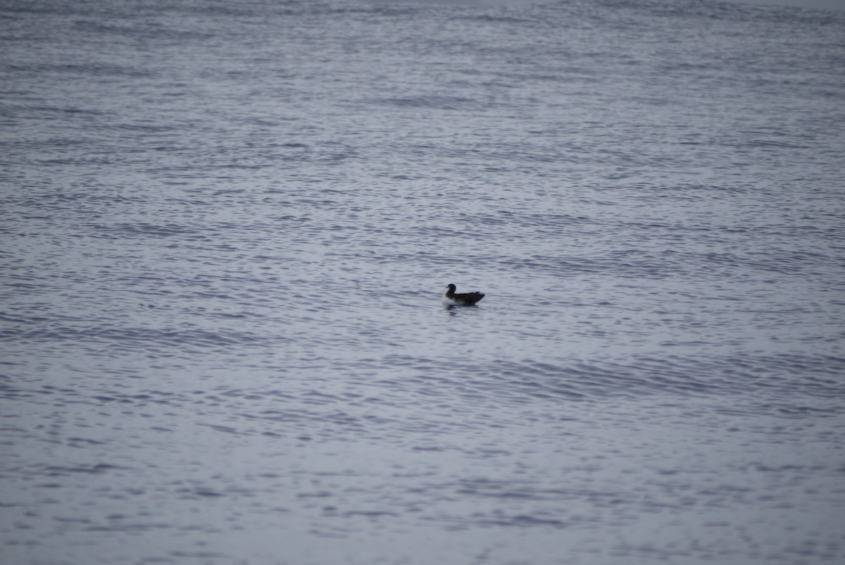 Galapagos Shearwater (Light-winged) - ML590983711