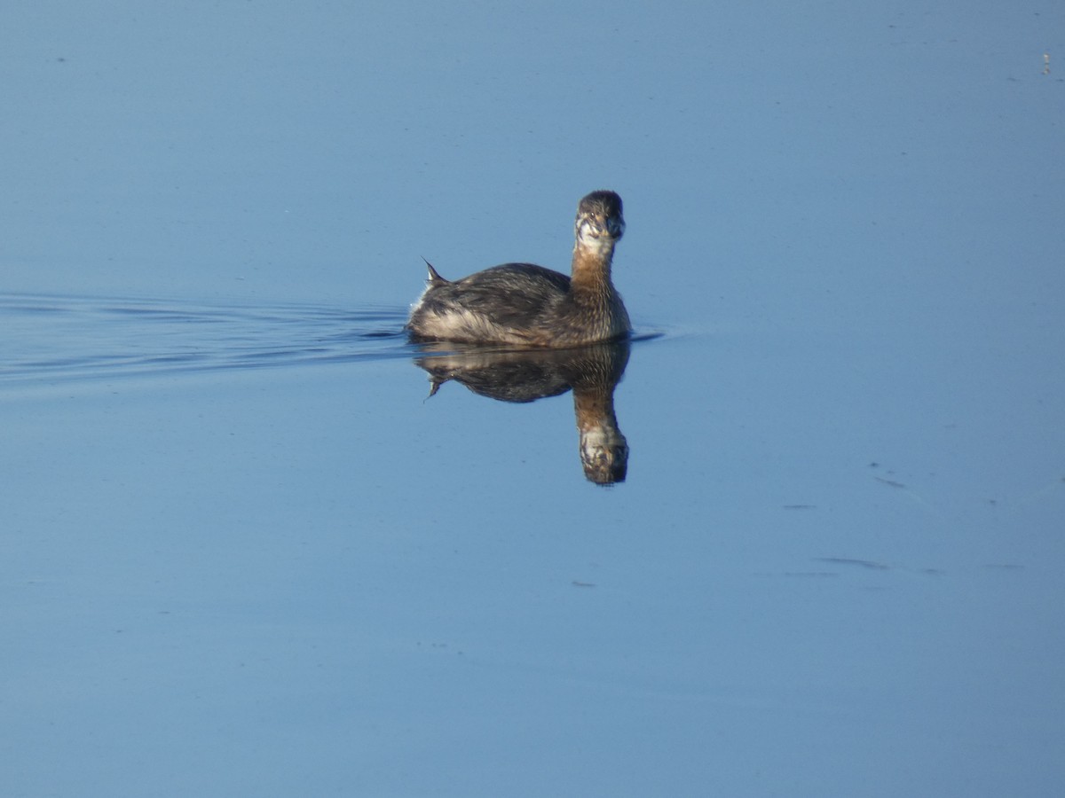 Pied-billed Grebe - ML590984461