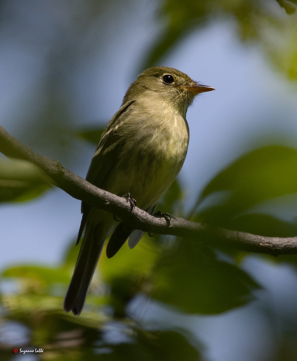 Yellow-bellied Flycatcher - Suzanne Labbé