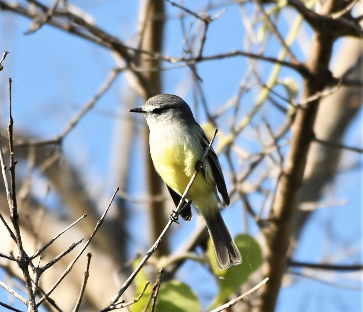 White-crested Tyrannulet - Francisco Capli CON