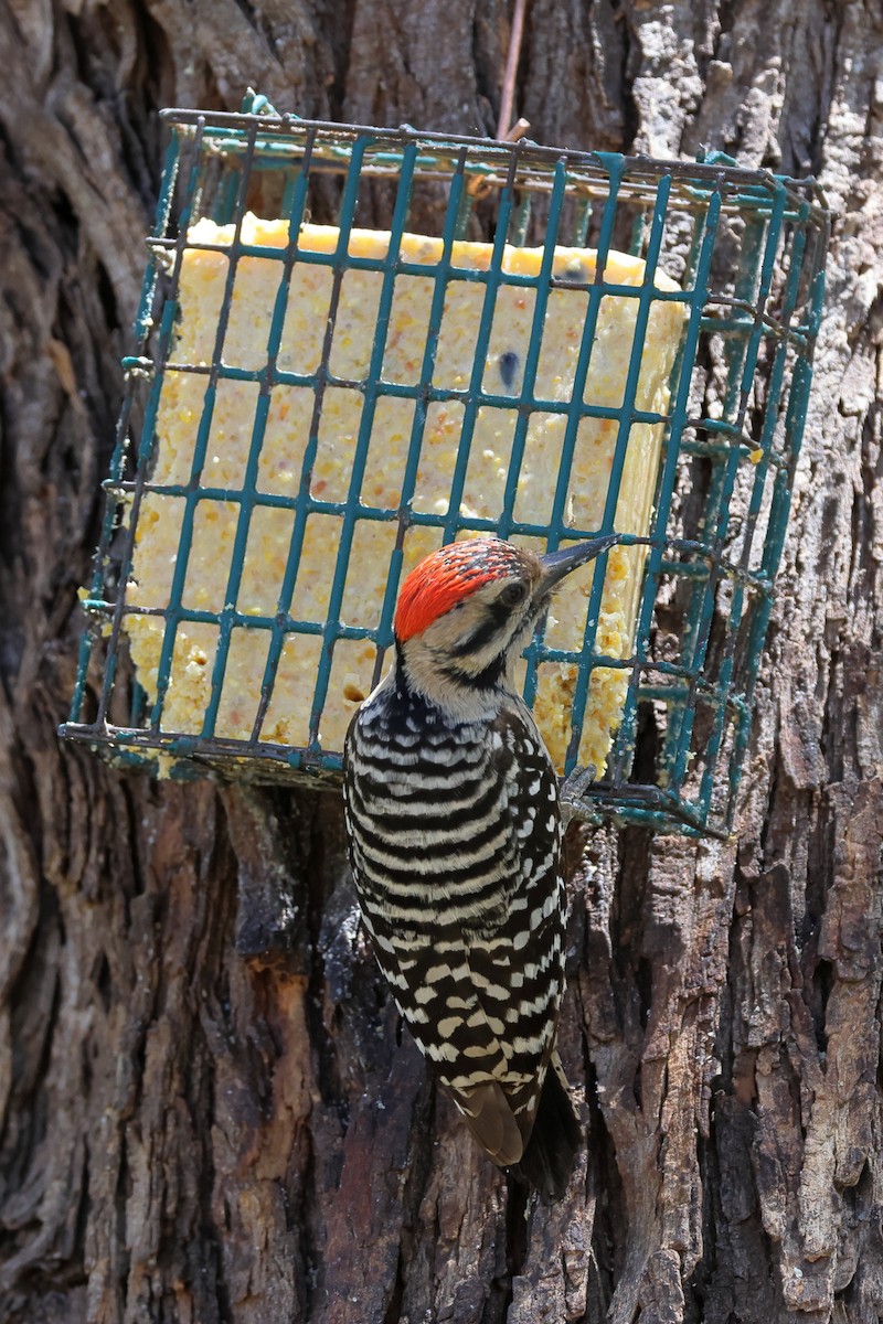 Ladder-backed Woodpecker - ML590984821