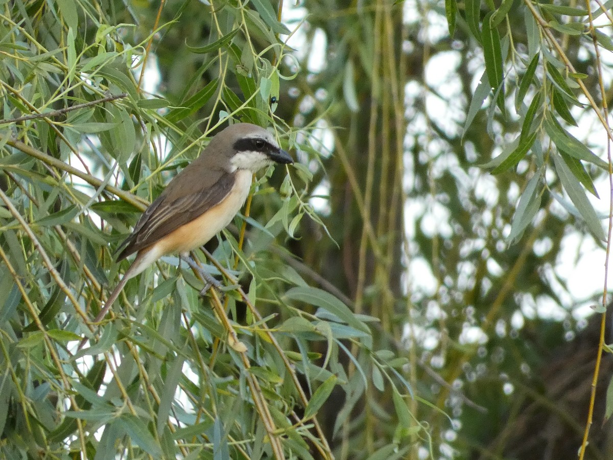 Long-tailed Shrike - ML590985841