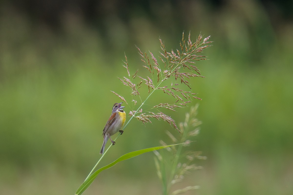 Dickcissel - Michael Schulte