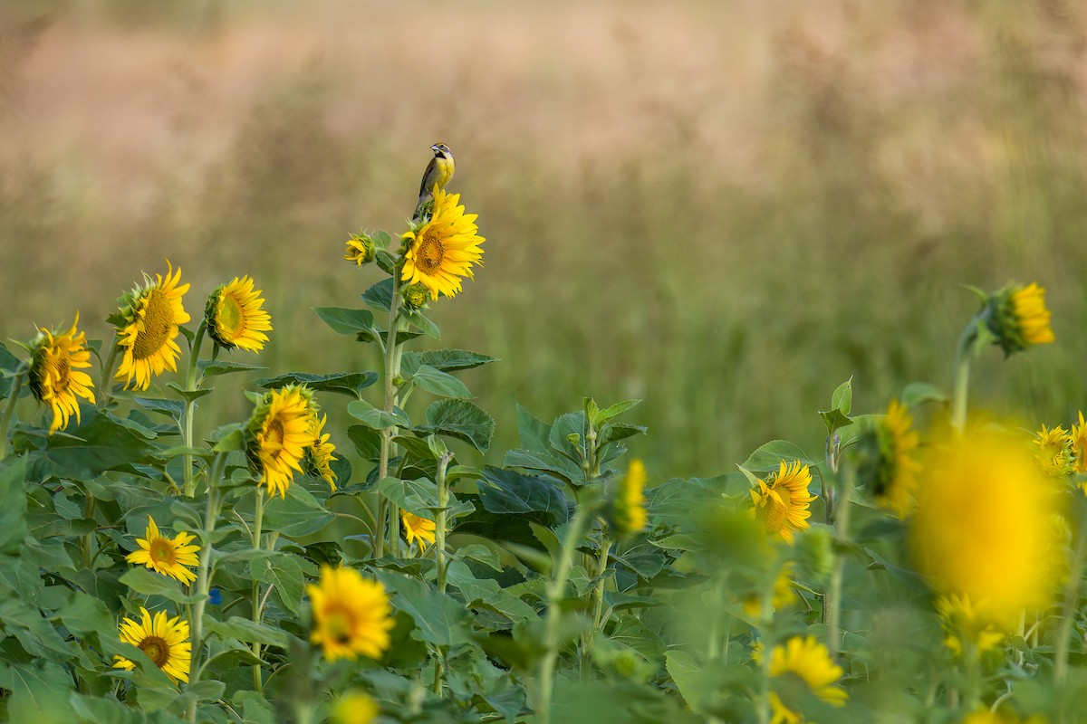 Dickcissel d'Amérique - ML590986111