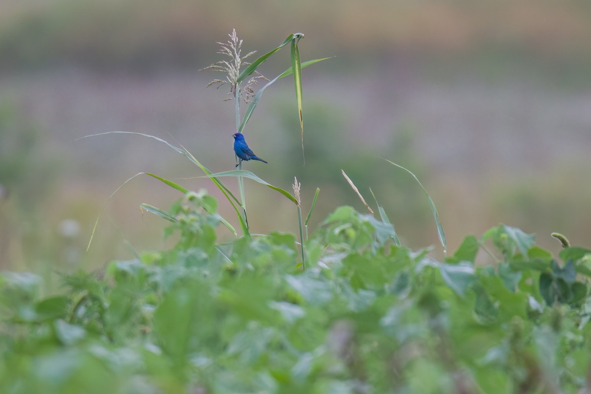 Passerin indigo - ML590986161