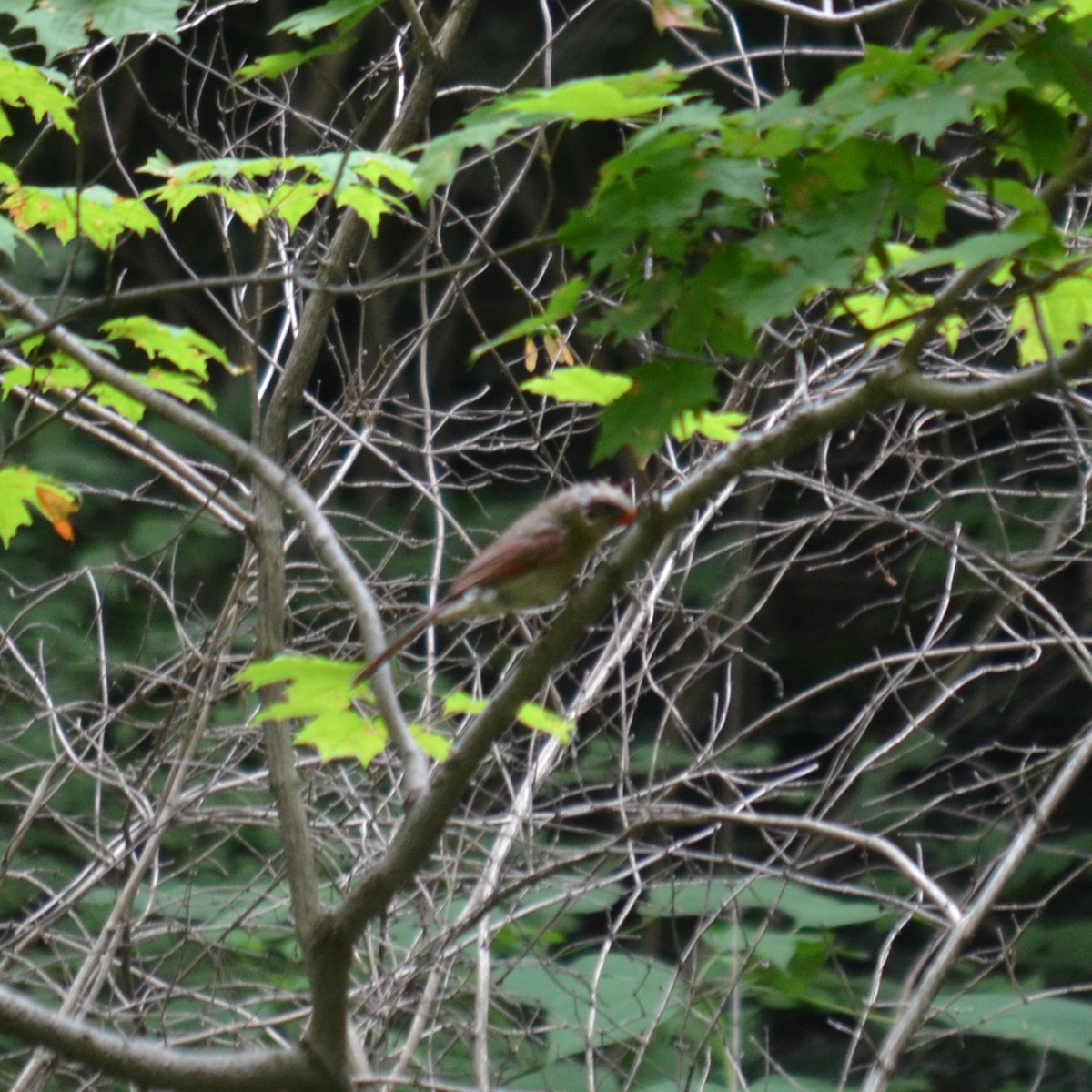 Northern Cardinal - ML590986191