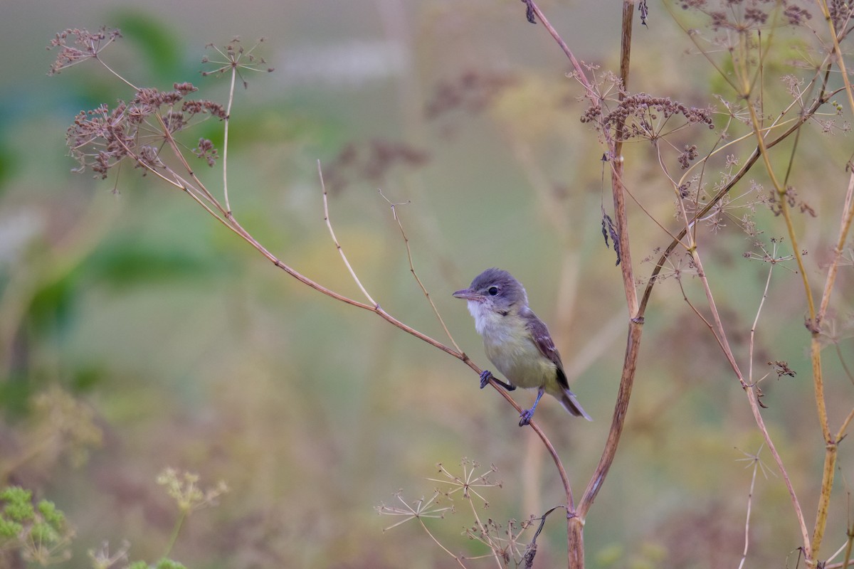 Bell's Vireo - ML590986221