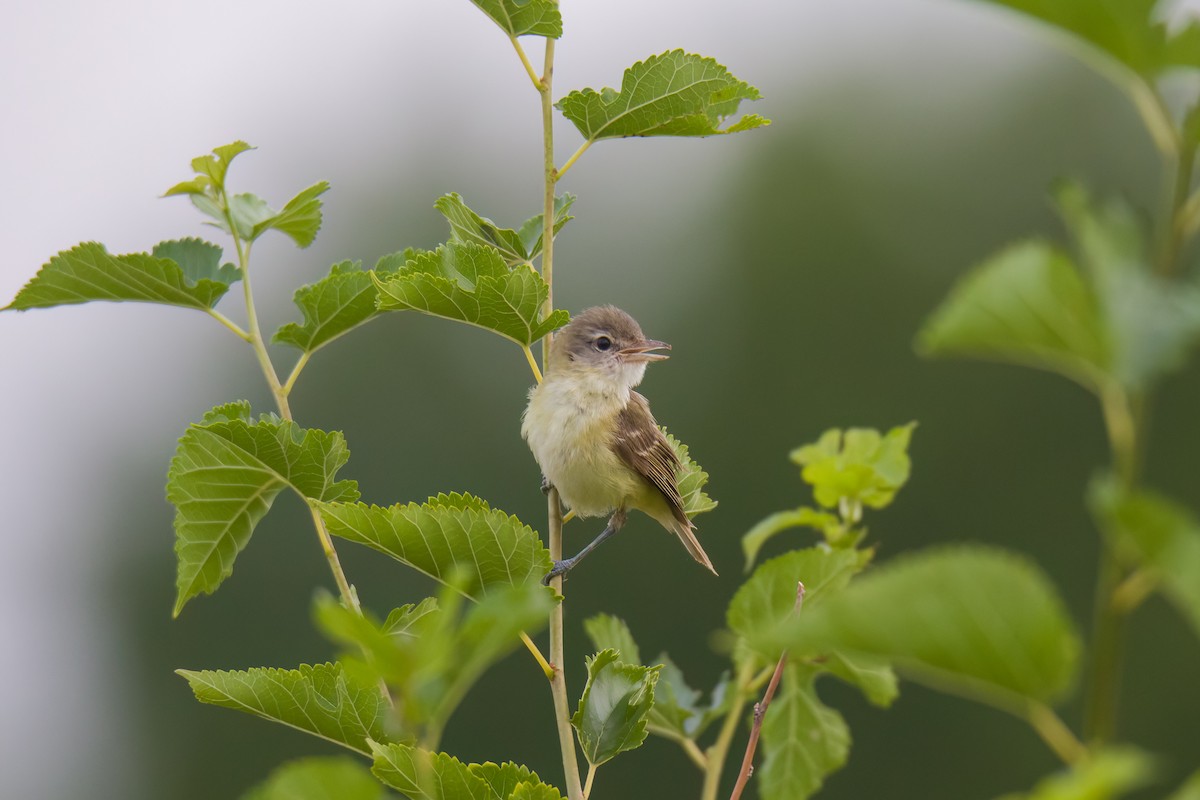 Bell's Vireo - Michael Schulte