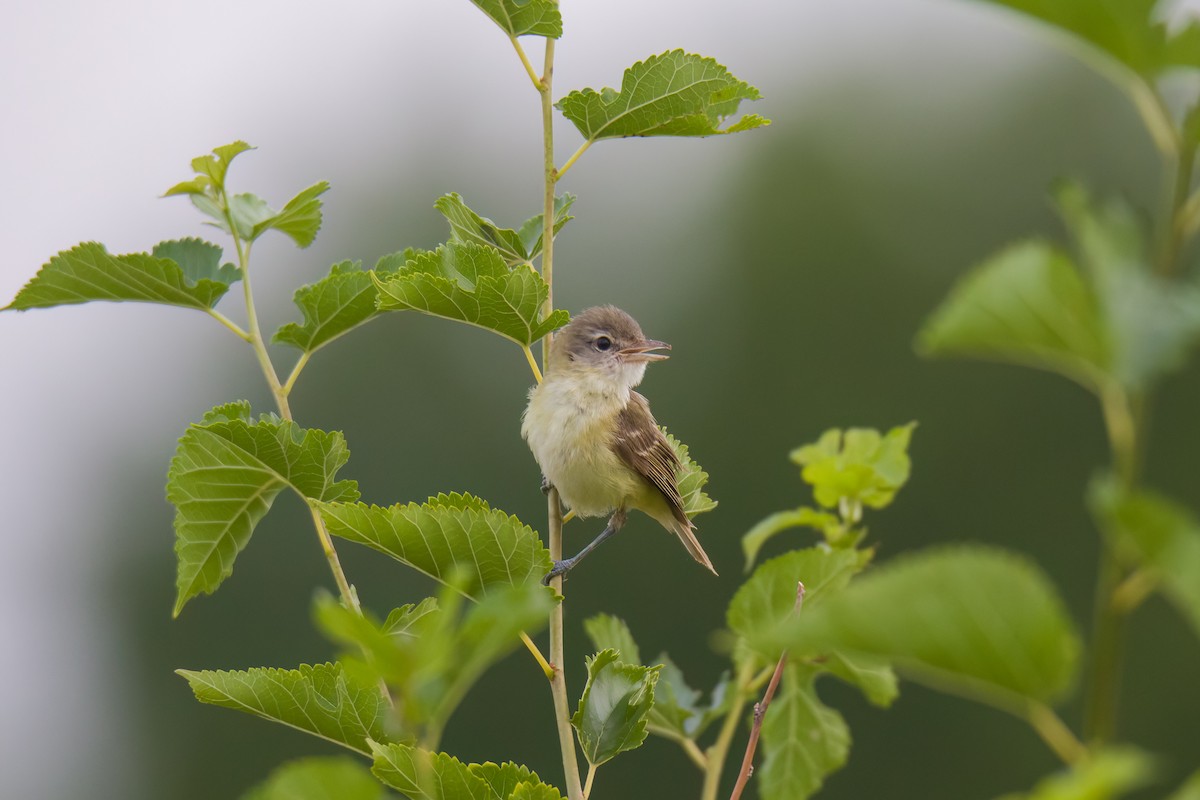 Bell's Vireo - ML590986231