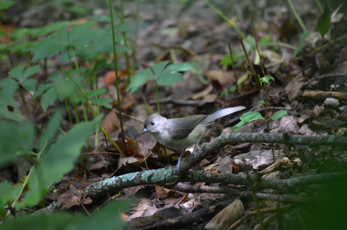 Tufted Titmouse - ML590986331