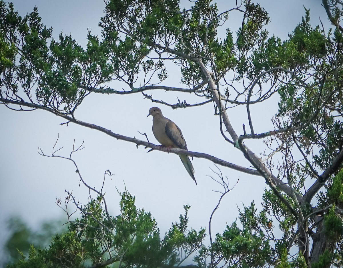 Mourning Dove - ML590986481