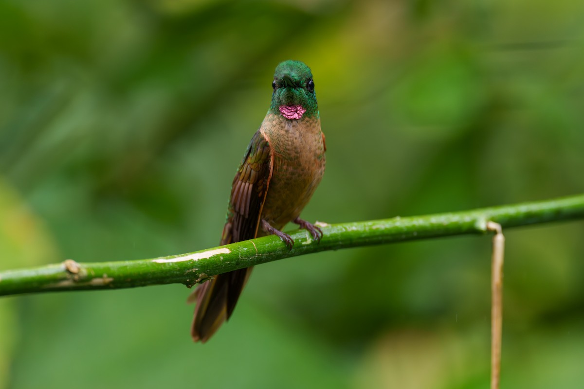 Fawn-breasted Brilliant - ML590987511