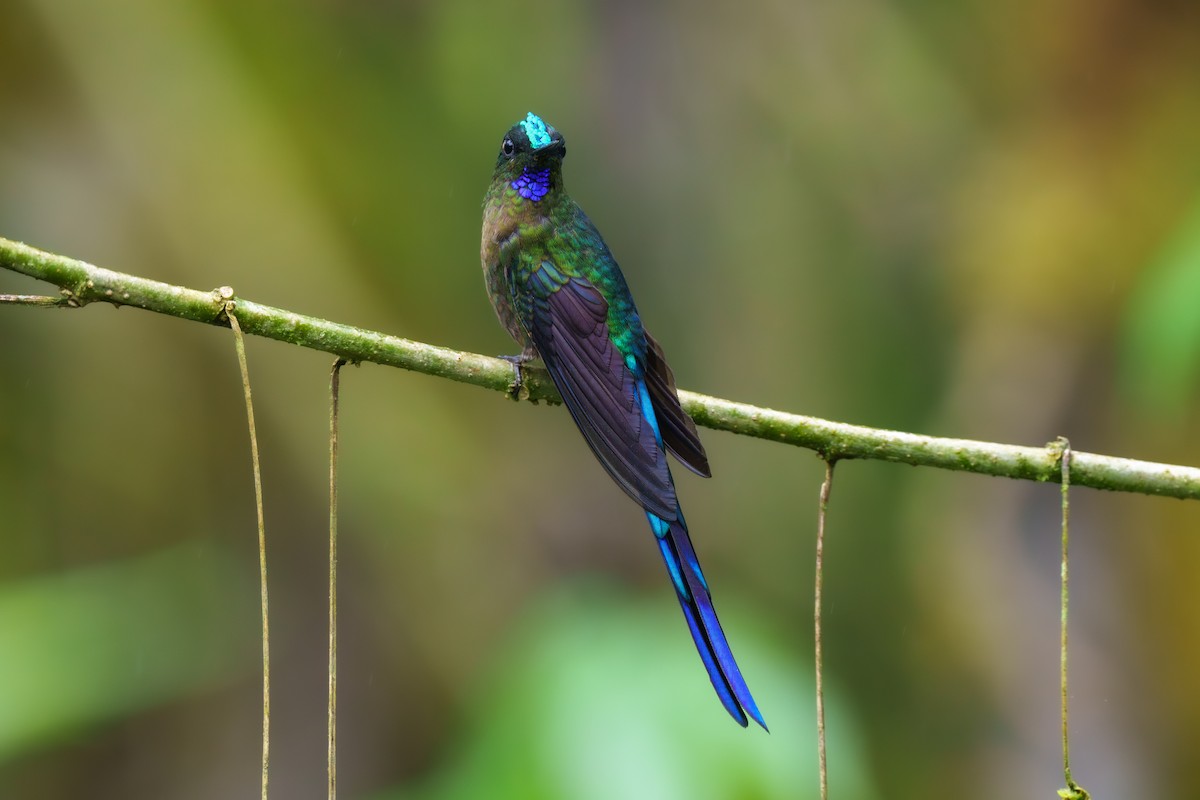 Violet-tailed Sylph - Jeff Hapeman