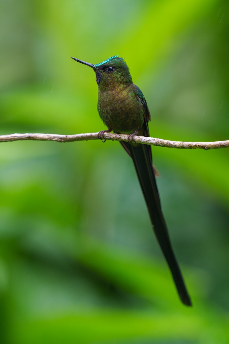 Violet-tailed Sylph - Jeff Hapeman