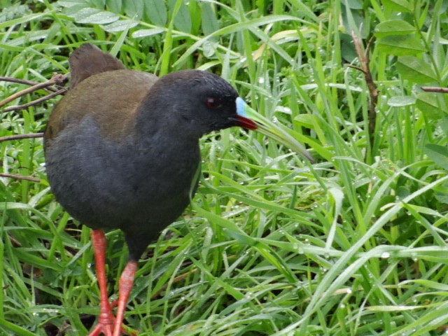 Plumbeous Rail - ML590989011