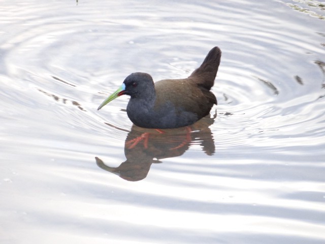 Plumbeous Rail - ML590989021