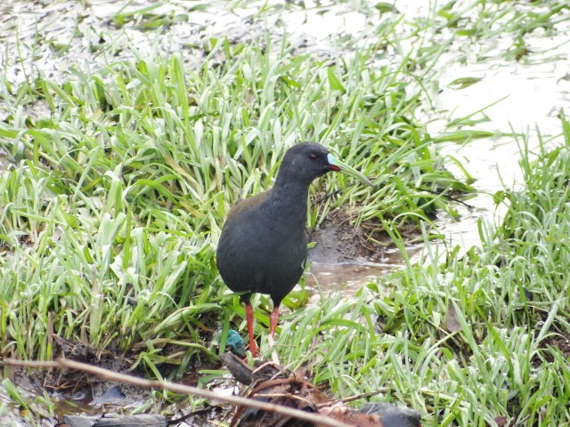 Plumbeous Rail - ML590989041