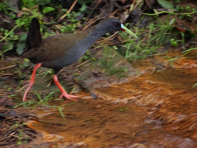 Plumbeous Rail - ML590989501