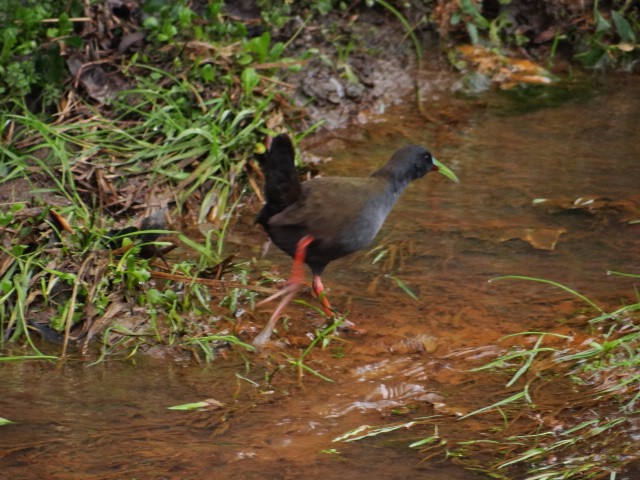 Plumbeous Rail - ML590989531