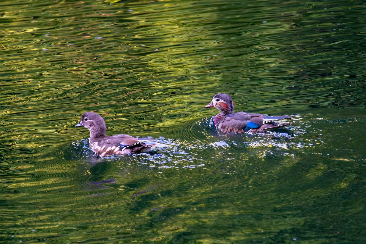 Wood Duck - ML590989781