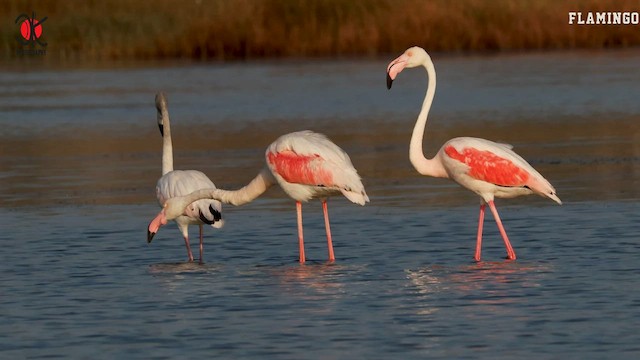 Greater Flamingo - ML590990481
