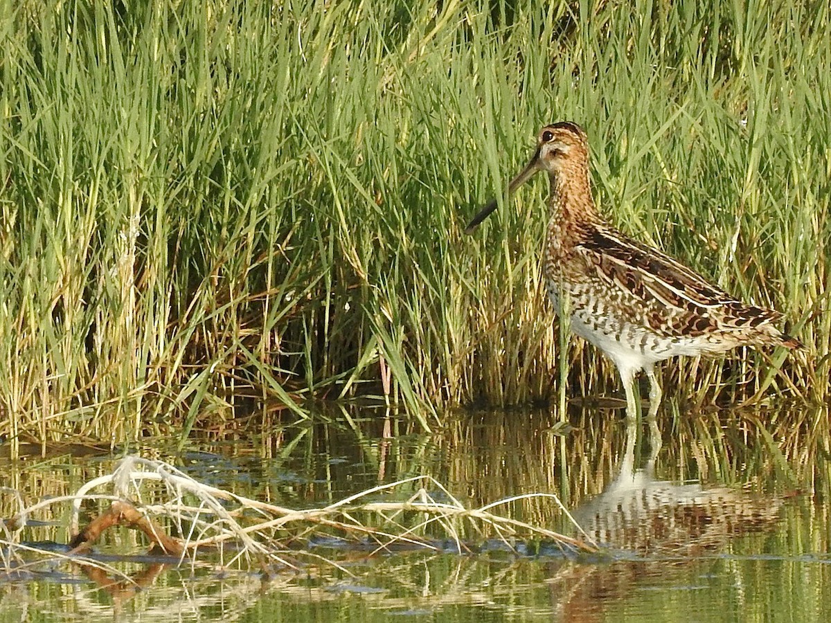 Wilson's Snipe - ML590991031