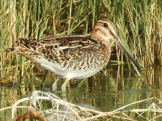 Wilson's Snipe - ML590991041