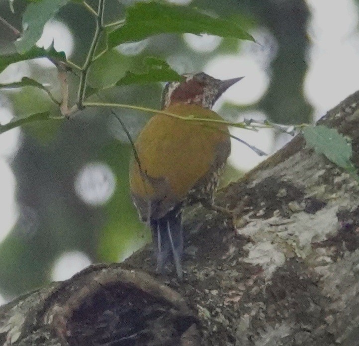 Brown-eared Woodpecker - ML590991121