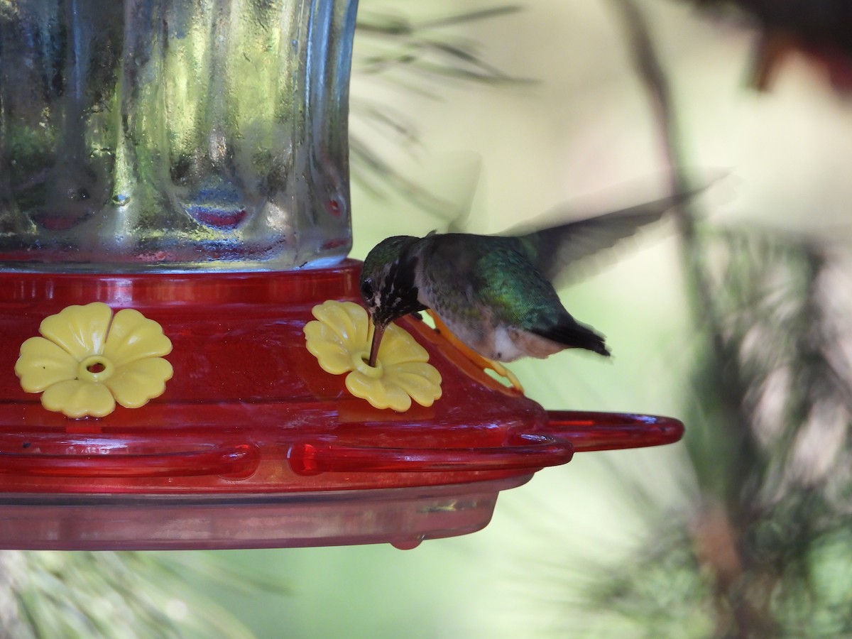 Calliope Hummingbird - ML590991651