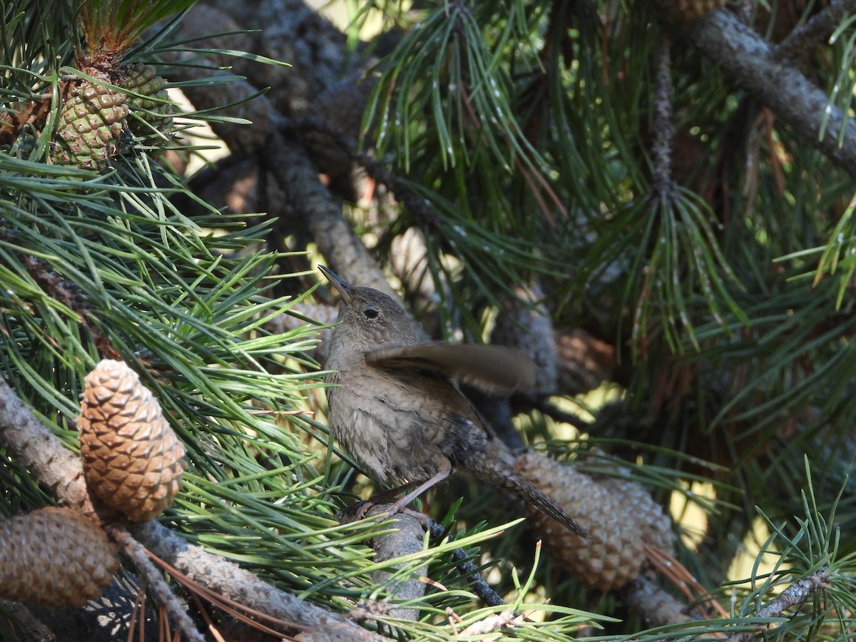 House Wren - ML590991891