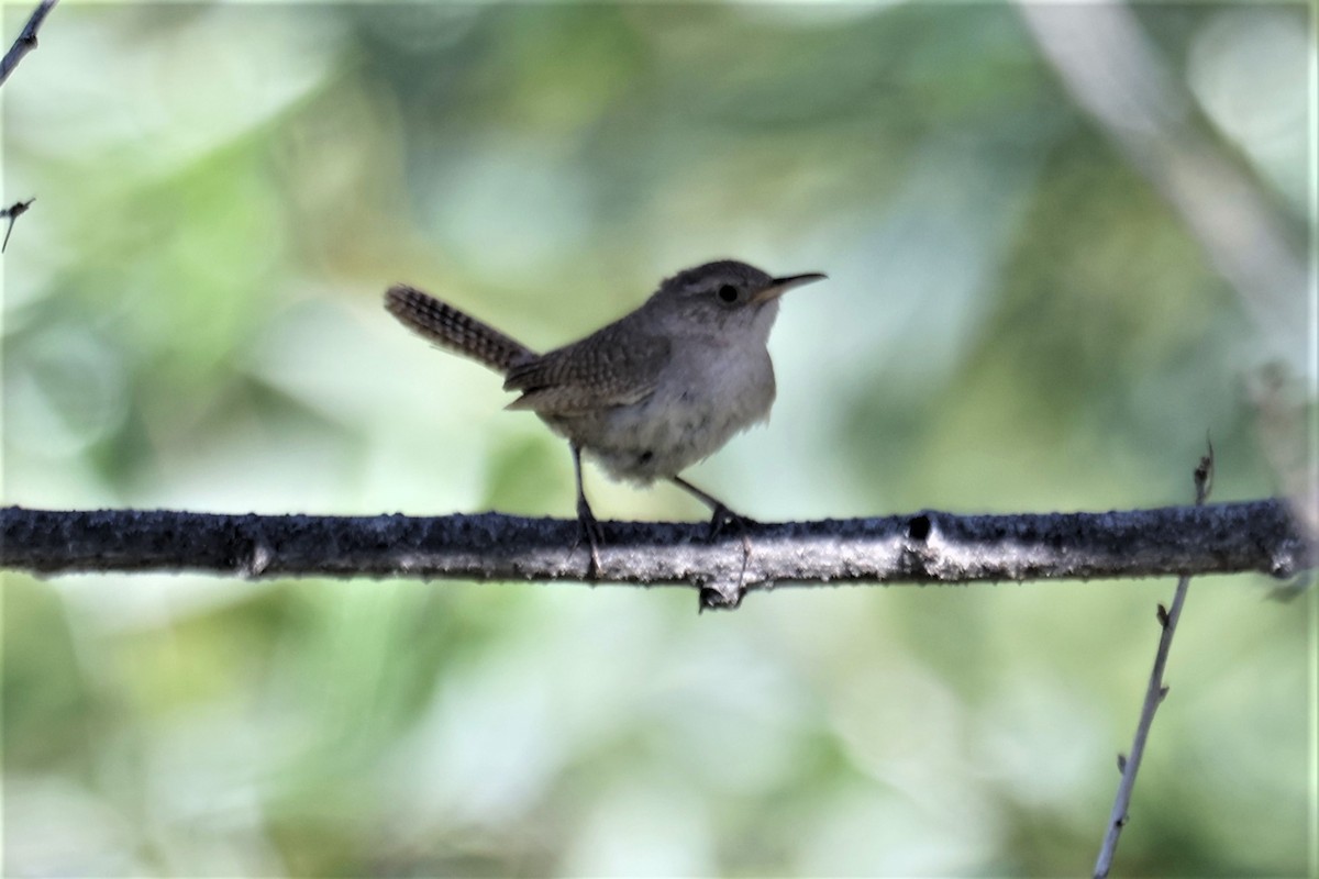 House Wren - ML590991941