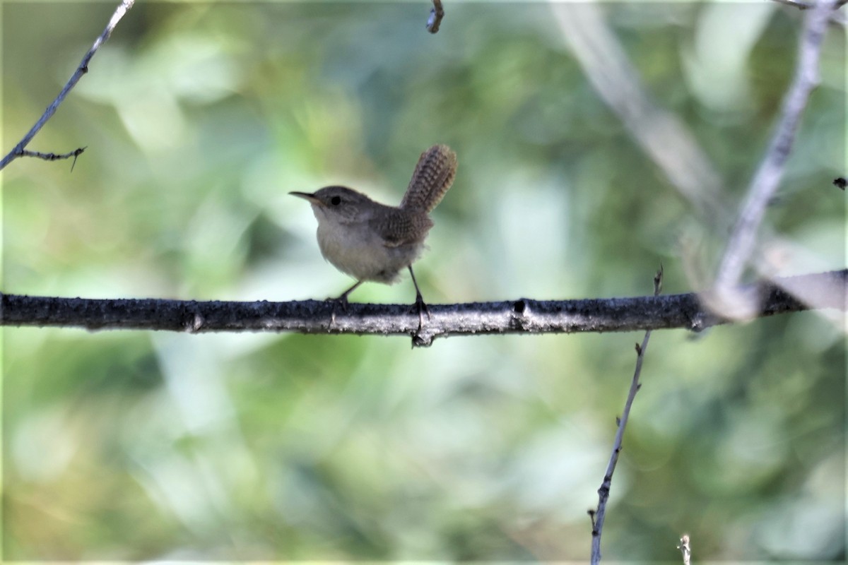 House Wren - ML590992041